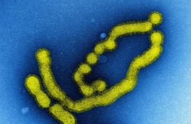 Inggris Temukan Virus Kasus Pertama Flu Manusia Mirip Flu Babi