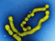 Inggris Temukan Virus Kasus Pertama Flu Manusia Mirip Flu Babi