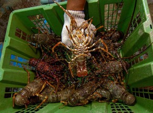 Sumbar Mulai Budidaya Lobster Laut Pada 2024 Untuk Penguatan Sektor Perikanan