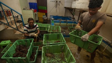 Ekspor Lobster Laut di Sumbar Lesu