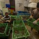 Ekspor Lobster Laut di Sumbar Lesu