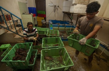 Ekspor Lobster Laut di Sumbar Lesu