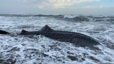 Hiu Tutul Terdampar di Pantai Welahan Wetan Cilacap