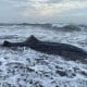 Hiu Tutul Terdampar di Pantai Welahan Wetan Cilacap