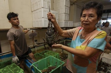 Produktivitas Lobster Laut di Sumbar Alami Persoalan, Ini Solusi DKP