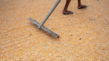Kementan Targetkan Produksi Jagung Nasional Pada 2024 Mencapai 18 Juta Ton