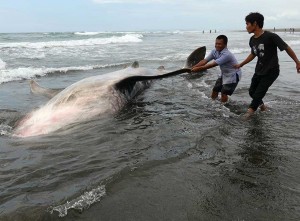 Hiu Tutul Mati Terdampar di Pantai Cilacap Jawa Tengah