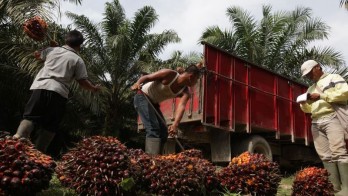 Harga TBS Sawit di Kaltim Merangkak Naik