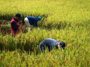 NTP Riau Naik, Petani Makin Sejahtera