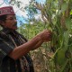 Petani Berusia Lebih dari 55 Tahun di Sumut Meningkat