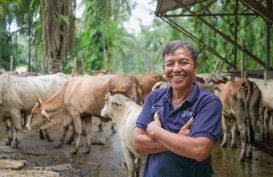 Jelajah UMKM: Poktan Mutiara Indah Terapkan Tiga Pola Kunci Keberhasilan Ternak Sapi