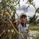 Erupsi Marapi, 191 Ha Lahan Pertanian Sumbar Terdampak Abu Vulkanik