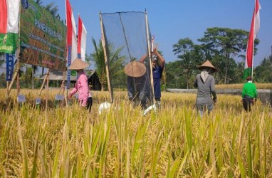 Petani Milenial di Bali Hanya 15,18 Persen