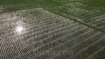 Mentan Amran Ubah Aturan, Petani Bisa Beli Pupuk Subsidi Cuma Pakai KTP