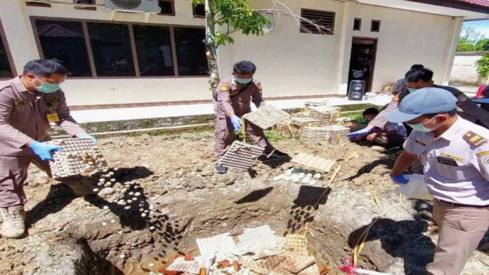 Karantina Mimika Musnahkan 250 Kg Telur Asal Tulungagung