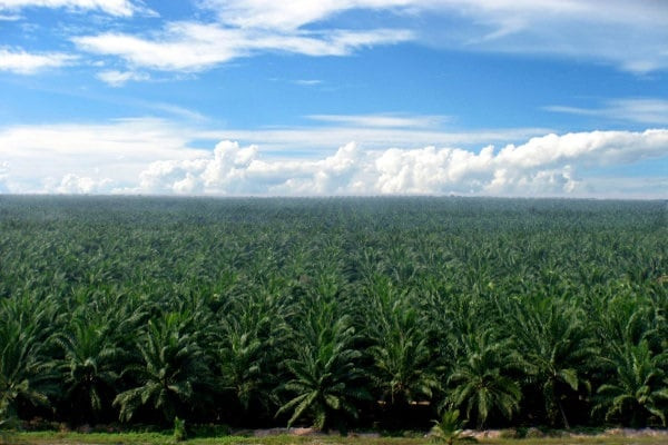Optimisme Indonesia Menang Sengketa Biodiesel di WTO