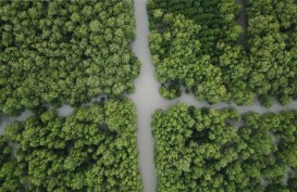 Erick Sebut Potensi Tangkapan Karbon Mangrove di Indonesia Dilirik Dunia