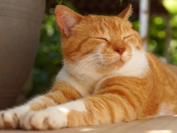 Kucing Bisa Merasakan Sedih, Ini Ciri-Ciri dan Cara Mengatasinya