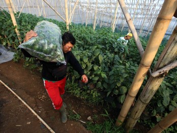 Belasan Ribu Warga Kabupaten Cirebon Merupakan Petani Milenial
