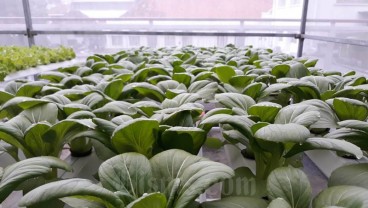 Tren Urban Farming, Bikin Jumlah RTUP di Kabupaten Cirebon Naik
