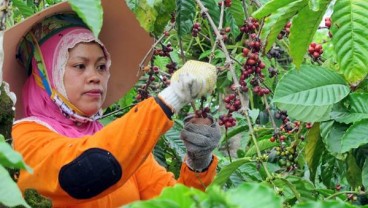 Kopi Lokal Kuningan Didorong Naik Pamor