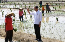 Kunjungi Pekalongan, Jokowi Ajak Petani Mulai Tanam Padi