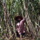 Tingkatkan Kualitas Panen, Petani Tebu di Pabrik Indogula Jayabaya Dapat Penyuluhan