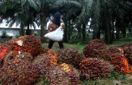 Harga Sawit Riau Naik Tipis Menjadi Rp2.549,03 per Kg pada Pekan Ketiga Desember 2023