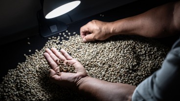 Kopi yang Kian Pahit dan Mahal Akibat Krisis Iklim