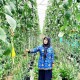 Sulawesi Selatan Siapkan Rp17 Miliar Bangun SMK Holtikultura
