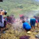 7 Tradisi Unik Perayaan Natal di Indonesia, Ada Bakar Batu di Papua