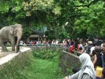 Kandang Gajah dan Jerapah Masih Jadi Lokasi Favorit di Taman Margasatwa Ragunan