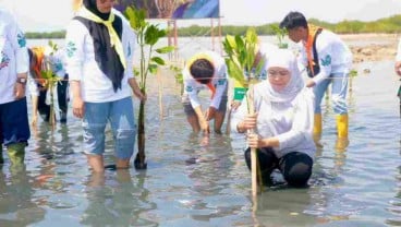 Hingga 2023, Penanaman Mangrove Jatim Capai 7,1 Juta Batang Bibit