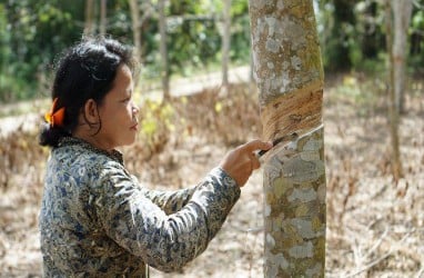 Karet Alam Kena Wabah dan Harga Jual Rendah, Produksi Turun 20%