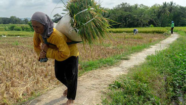 Alokasi Anggaran Untuk Ketahanan Pangan 2024