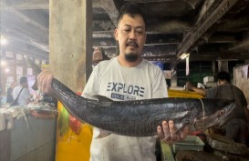 Produksi Ikan Tangkap di Kab. Malang Tembus 22.905 Ton pada 2023