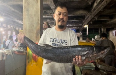 Produksi Ikan Tangkap di Kab. Malang Tembus 22.905 Ton pada 2023