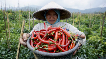Upaya Tekan Kenaikan Harga Cabai