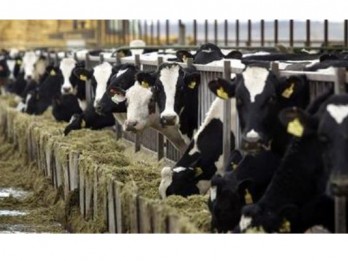 ID Food Siap Impor Daging Sapi untuk Amankan Stok Lebaran 2024