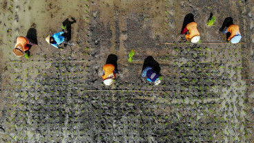 Pemerintah Dorong Petani Percepat Masa Tanam Padi
