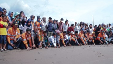 Dukung Keanekaragaman Hayati, Agincourt Lepas 1000 Tukik di Pantai Barat Muara Opu