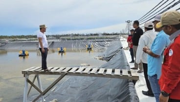 Pembangunan Tambak Udang Vaname di Sukamara Masuki Tahap Akhir