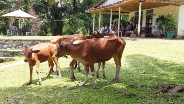 Pengembangan Sapi Terintegrasi Sawit di Kalbar Mencapai 2.247 Ekor