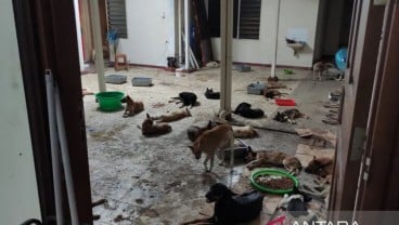 Budaya Suka Makan Daging Anjing Jadi Tantangan Pengendalian Perdagangan Satwa