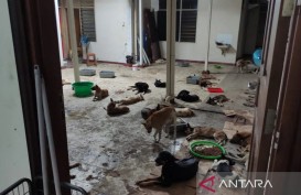 Budaya Suka Makan Daging Anjing Jadi Tantangan Pengendalian Perdagangan Satwa