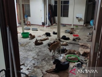 Budaya Suka Makan Daging Anjing Jadi Tantangan Pengendalian Perdagangan Satwa