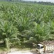 Sampai Akhir 2023, Replanting Sawit di Riau Mencapai 24.444 Hektare