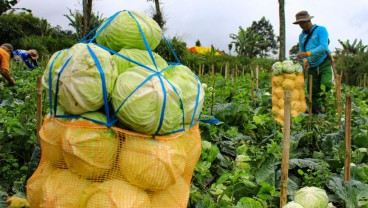 Efek Abu Vulkanik, Petani Menderita Karena Panen Sayur di Kaki Gunung Marapi Turun