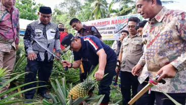 Desa Palippu di Wajo Sulsel Bakal Dijadikan Percontohan Pengembangan Nanas