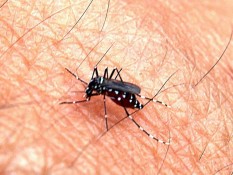 Mengenal Metode Nyamuk Wolbachia Untuk Eliminasi Kasus Demam Berdarah Dengue